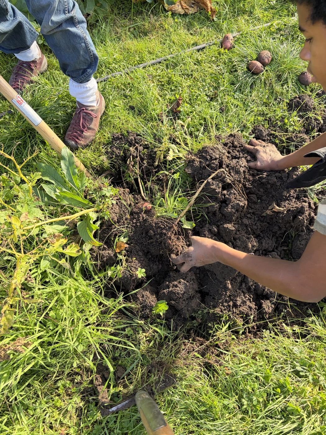 Hands lifting potatoes from loose dark soil