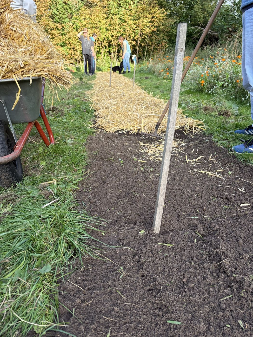 Laying straw mulch on a new bed with a group of growers
